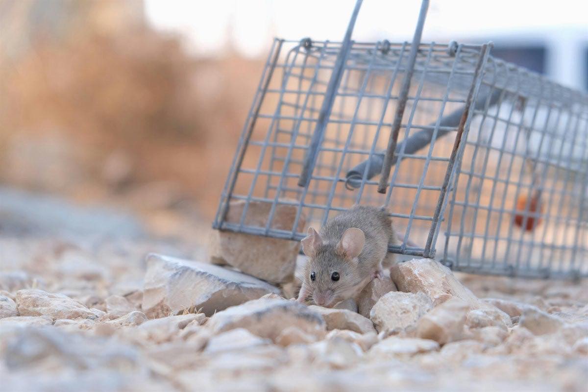 Souris près d'une cage-piège lors d'une intervention de dératisation dans le Nord